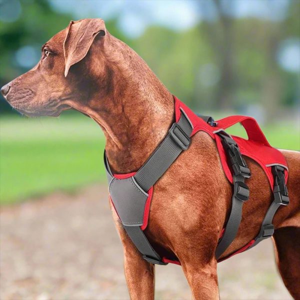 pet-guardian-easy-strider-harness-12033154